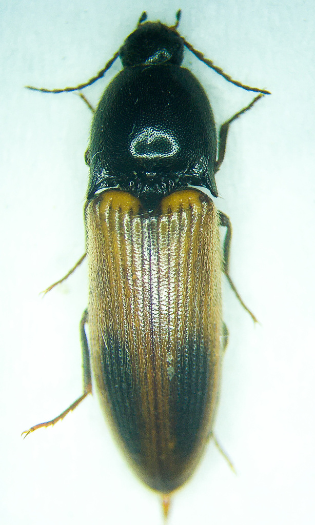 Evan's Click Beetle