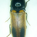 Evan's Click Beetle - Photo (c) Ludo Leclerc, some rights reserved (CC BY-NC), uploaded by Ludo Leclerc