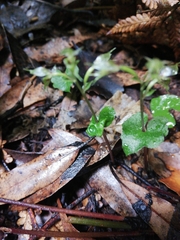 Acianthus sinclairii