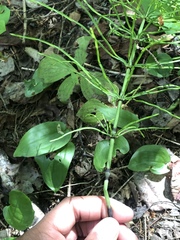 Equisetum arvense image