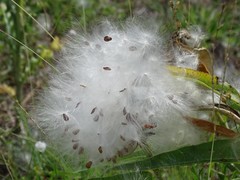 Asclepias asperula