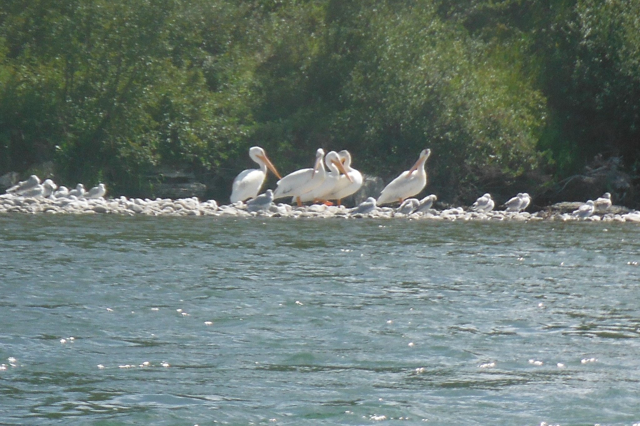 American White Pelican