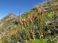 Marsippospermum gracile