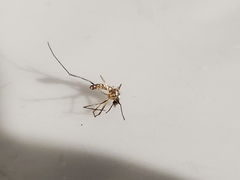 Ochlerotatus