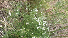 Leptosiphon floribundus glaber