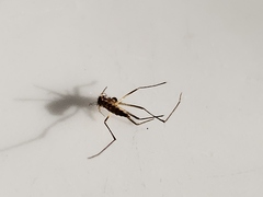 Ochlerotatus