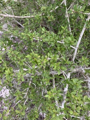 Ilex vomitoria image