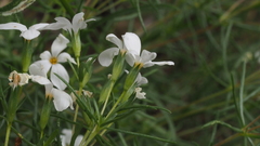 Leptosiphon floribundus glaber