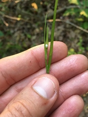Scleria oligantha