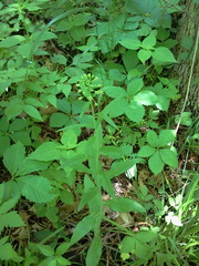 Borodinia canadensis