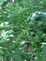 Borodinia canadensis