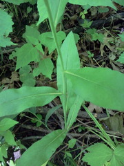 Borodinia canadensis