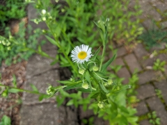 Erigeron annuus