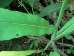 Borodinia canadensis