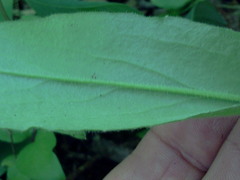 Borodinia canadensis