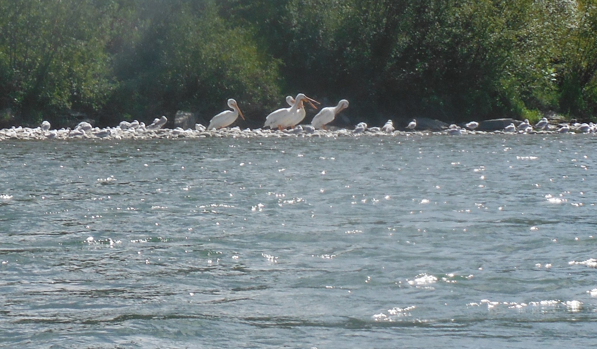 American White Pelican
