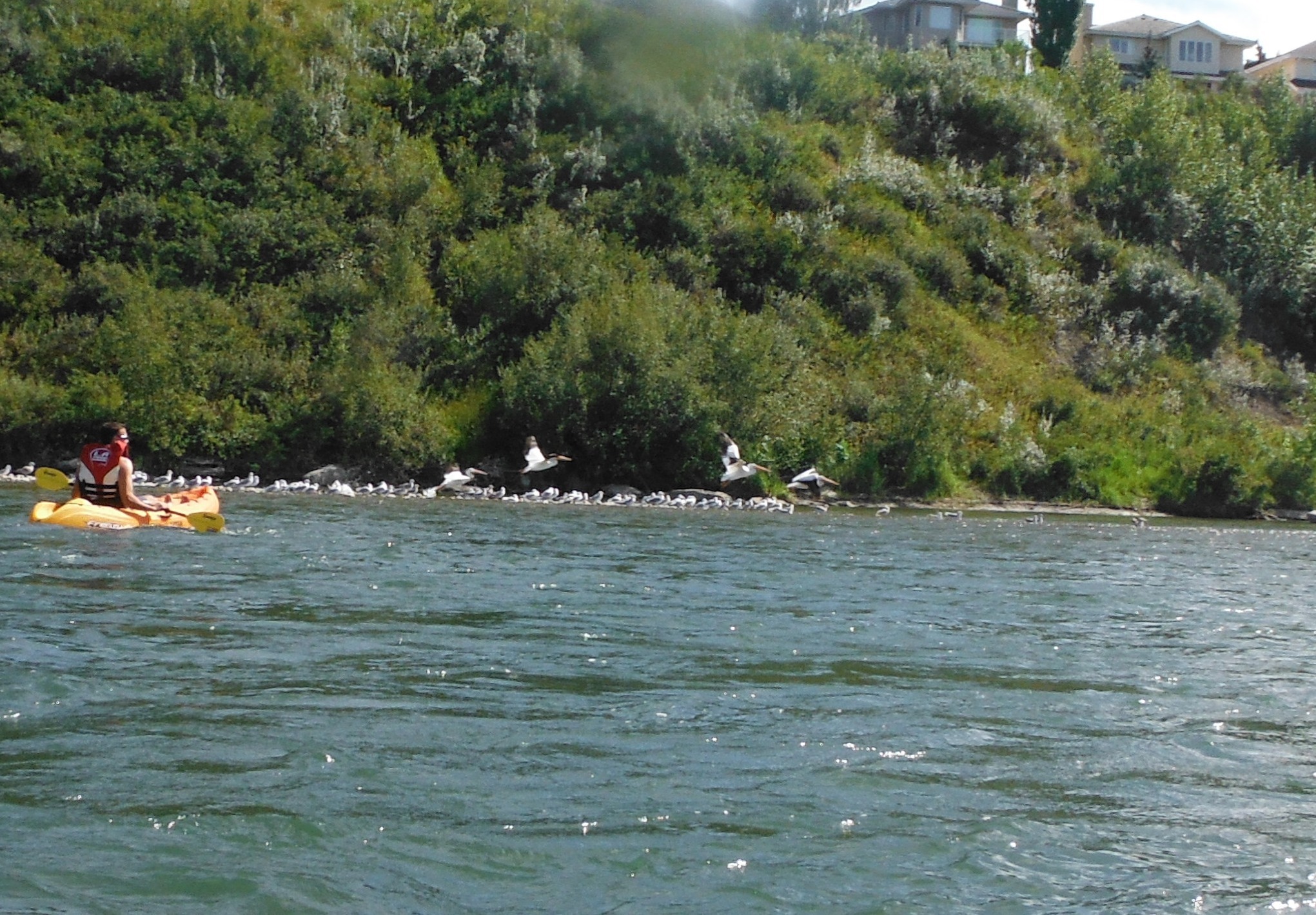 American White Pelican