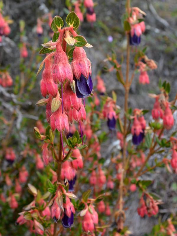 Brachyotum strigosum