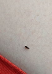 Dryophthorus americanus