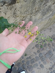 Verbascum levanticum