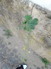 Verbascum levanticum