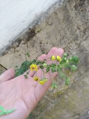 Verbascum levanticum