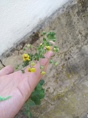 Verbascum levanticum