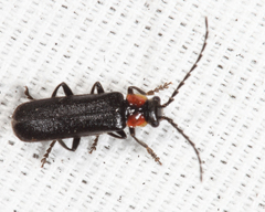 Cantharis tuberculata