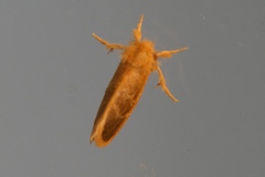 Euproctis lucifuga