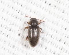 Telmatophilus americanus