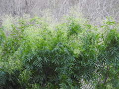 Thouinidium decandrum