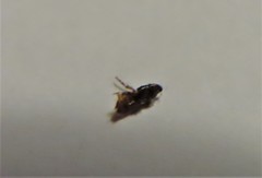 Ctenocephalides canis