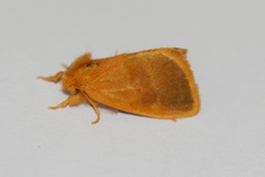Euproctis lucifuga
