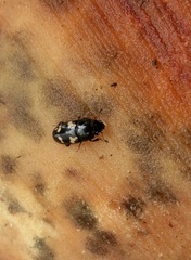 Glischrochilus quadriguttatus