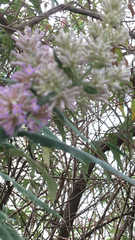 Buddleja salviifolia