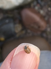 Mulsantina hudsonica