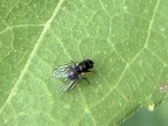 Diptera