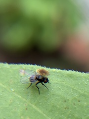 Diptera