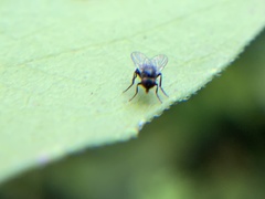 Diptera