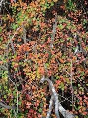 Cotoneaster hjelmqvistii