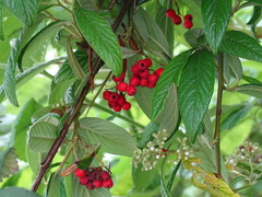 Cotoneaster × watereri