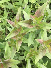 Oenothera pilosella