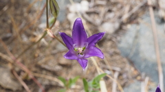 Brodiaea terrestris kernensis