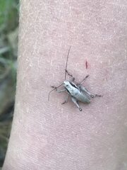 Atlanticus testaceus