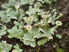 Cladonia kurokawae