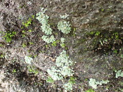 Cladonia kurokawae