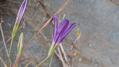 Brodiaea terrestris kernensis