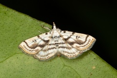 Austromusotima camptozonale