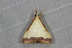 Autocharis hedyphaes