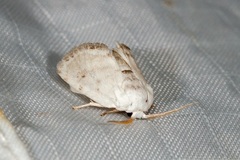 Niphopyralis